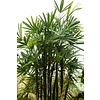 Rhapis Excelsa L