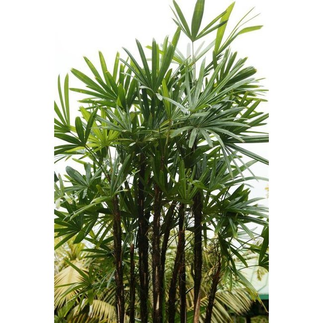 Rhapis Excelsa L