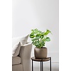 Monstera Fensterblatt Busch L