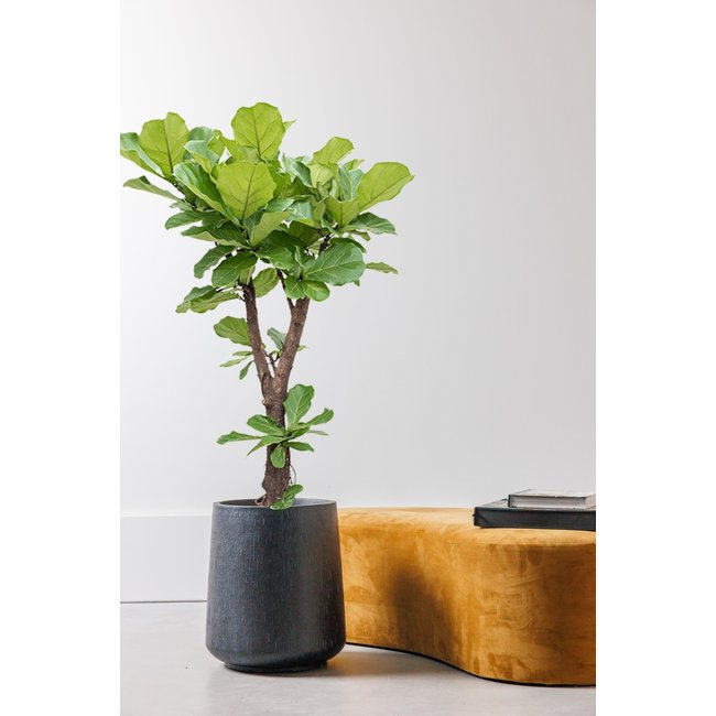 Ficus Lyrata Verzweigt XL