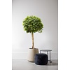 Ficus nitida KingSize