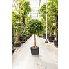 Ficus nitida KingSize