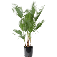 Washingtonia