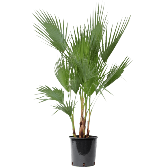 Washingtonia L