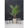 Washingtonia L