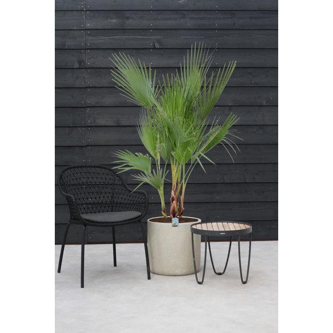 Washingtonia L