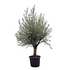 Olivenbaum Olea Thick Stem Kingsize