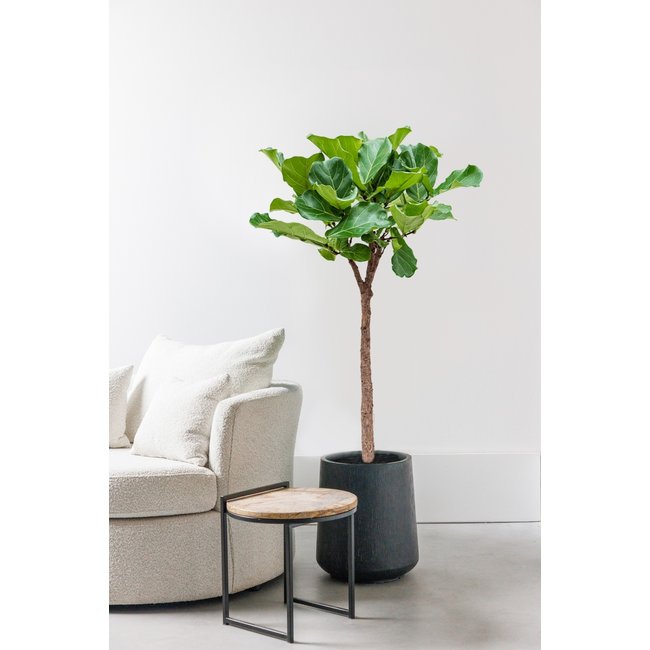 Ficus Lyrata am Stamm