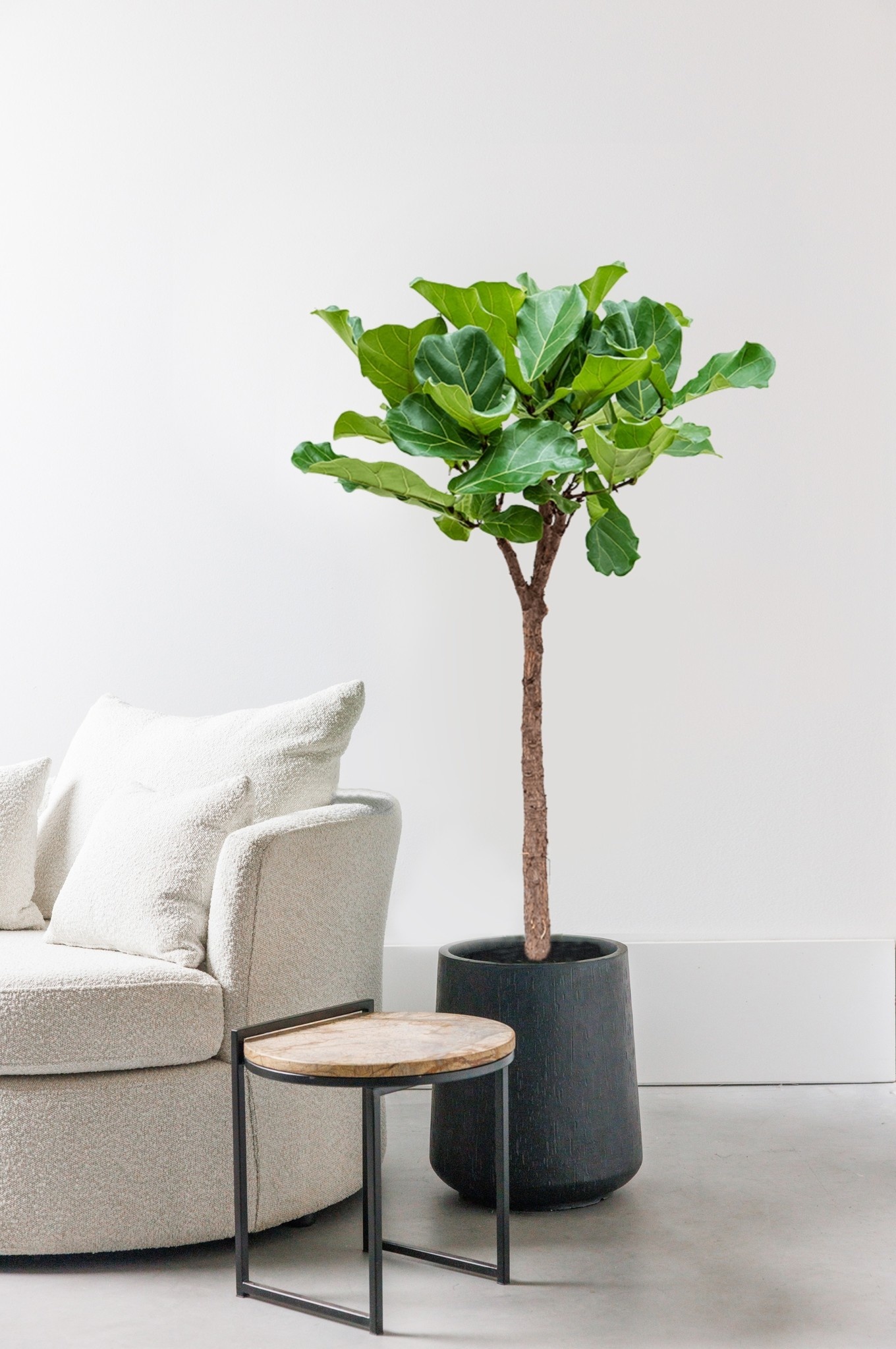 Ficus Lyrata