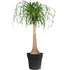 Flaschenbaum Beaucarnea XL