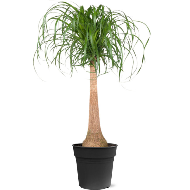 Flaschenbaum Beaucarnea XL