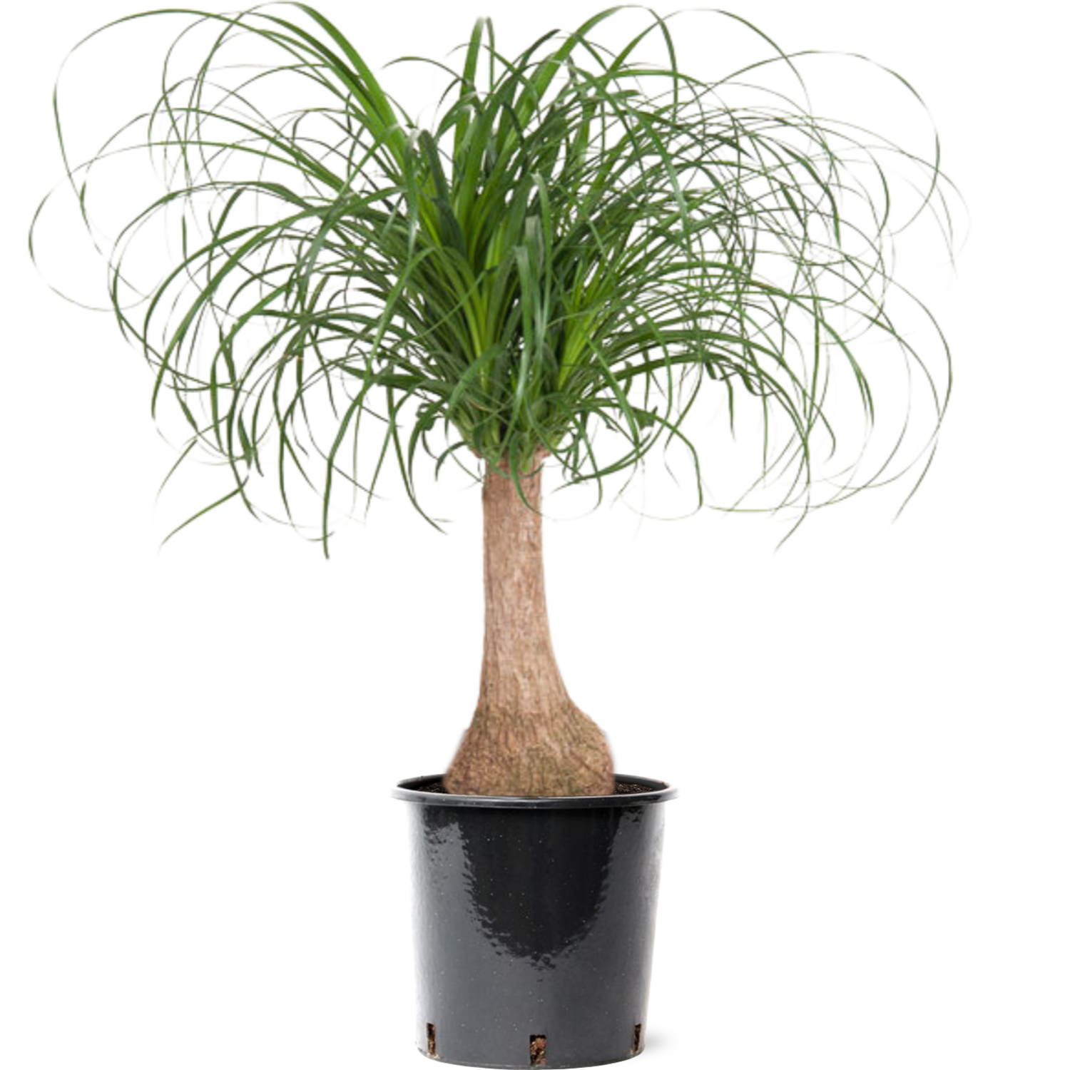 Beaucarnea Flaschenbaum mittel | Spitzenqualitt - www.fleurdirect.com