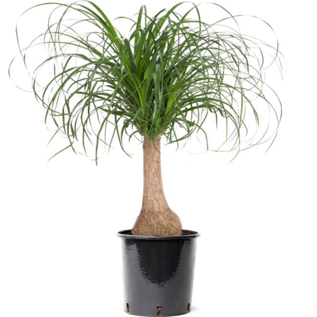 Beaucarnea Flaschenbaum M