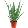 Aloe vera barbadensis