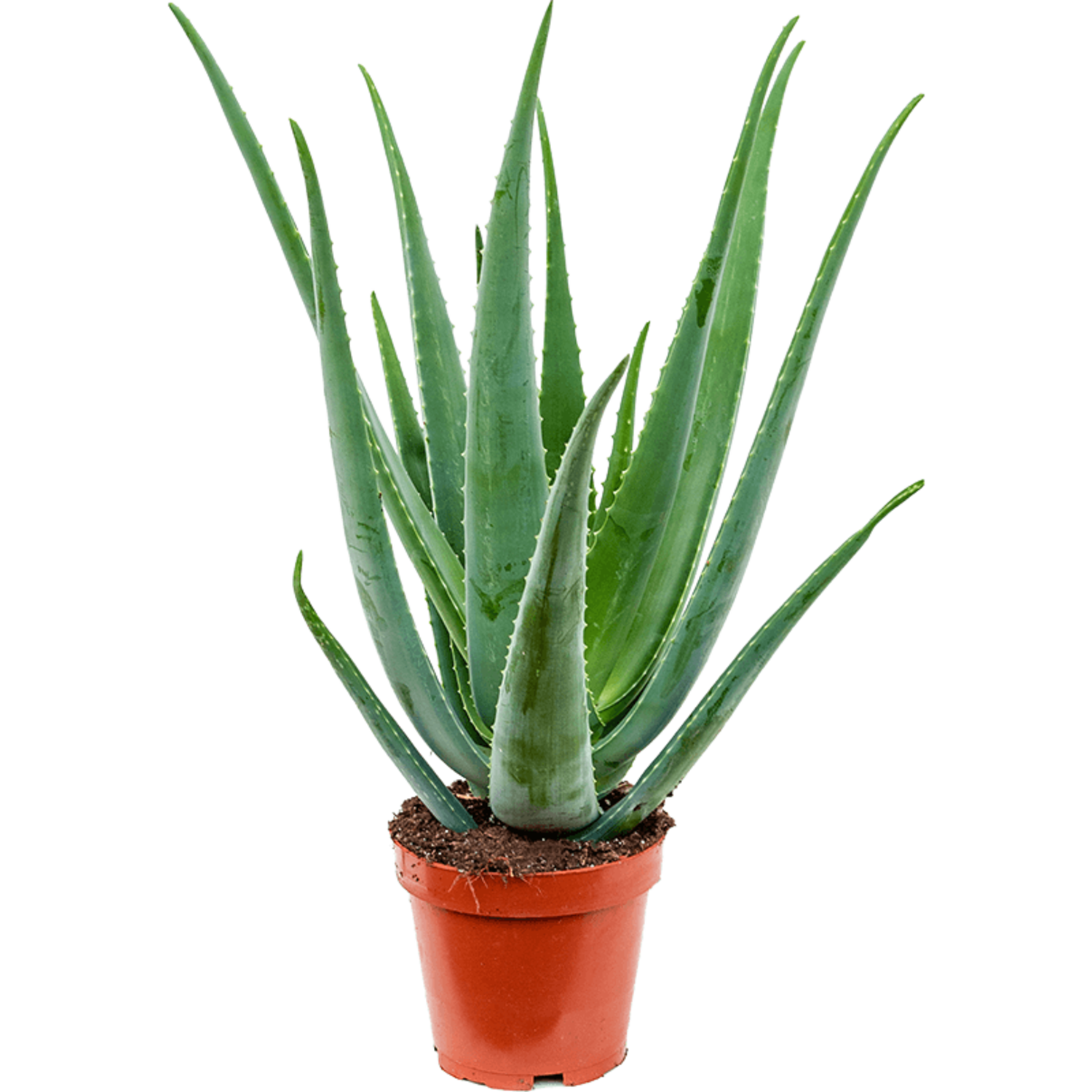Aloe vera barbadensis | Kostenlose Lieferung - www.fleurdirect.com