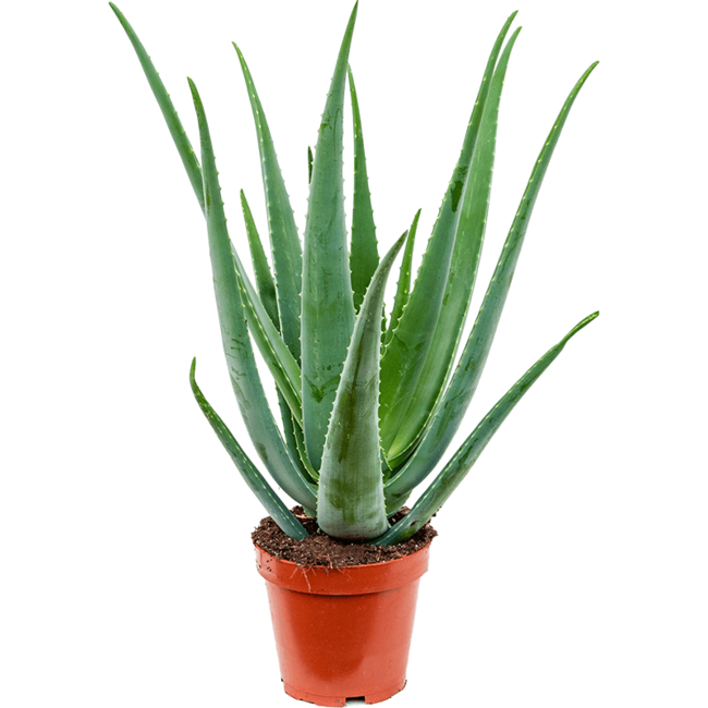 Aloe vera barbadensis