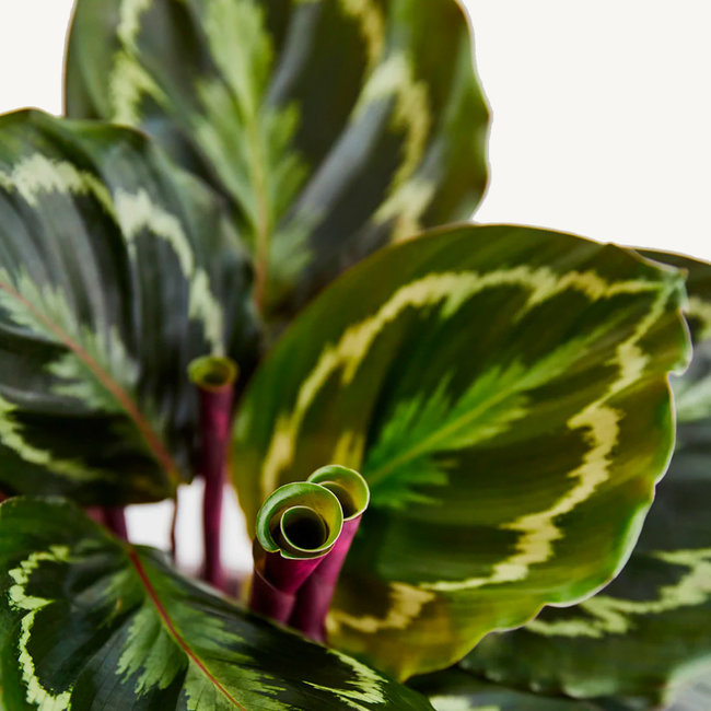 Calathea-Medaillon