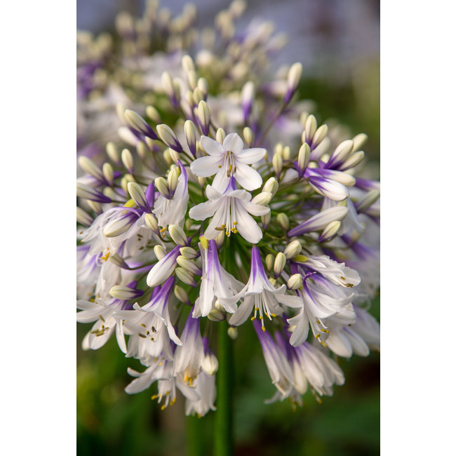 Afrikanische Lilie Agapanthus