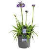 Afrikanische Lilie Agapanthus Lila