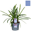 Afrikanische Lilie Agapanthus Lila