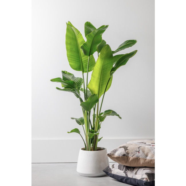 Möchten Sie Ihre Strelitzia Nicolai Large kaufen?