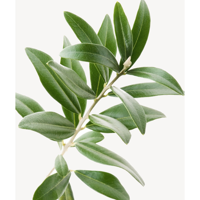 Olivenbaum-Bonsai