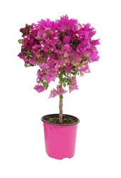 Bougainvillea auf Stiel