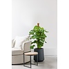 Monstera Fensterblatt Moosstock M