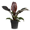 Philodendron Imperial Rot M