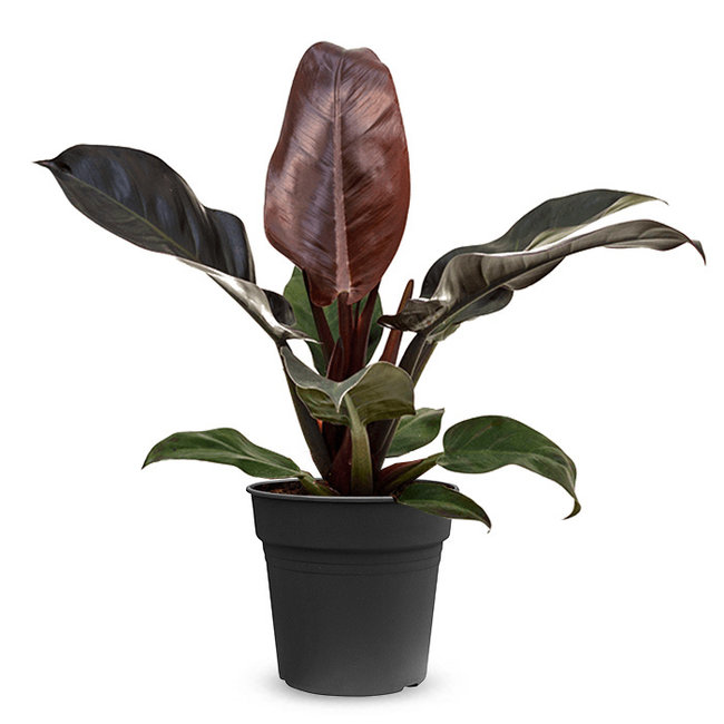 Philodendron Imperial Rot M