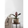 Philodendron Imperial Rot M