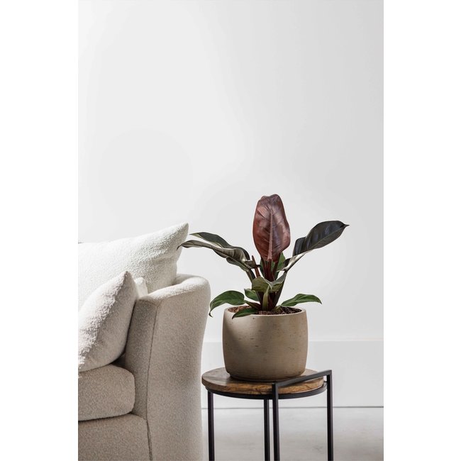 Philodendron Imperial Rot M
