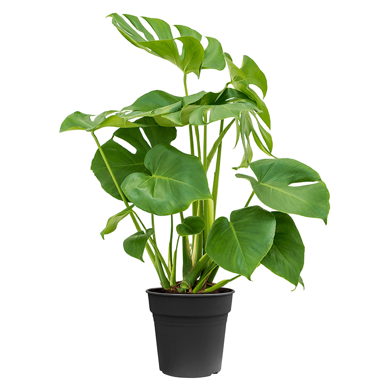 wie gro kann eine monstera werden Groe Monstera | Monstera deliciosa