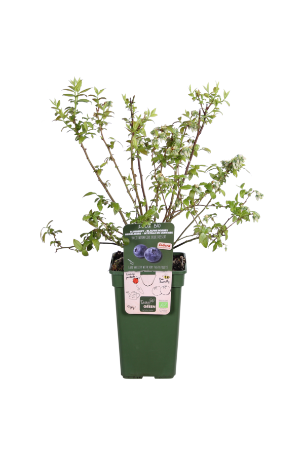 Heidelbeer-Blau-Dessert