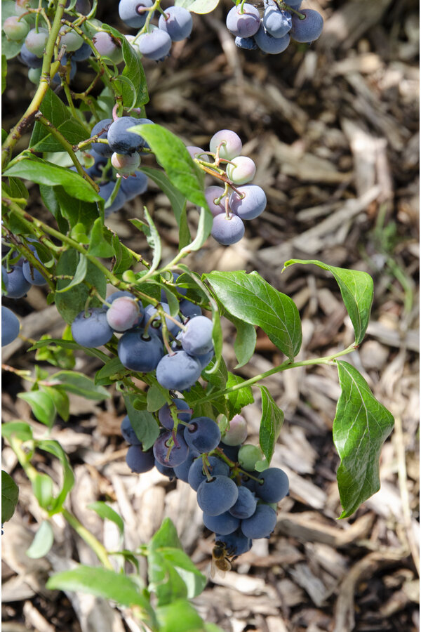 Heidelbeer-Blau-Dessert