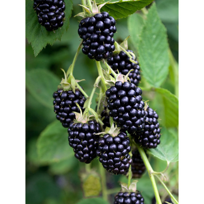 Brombeere Schwarz Satin