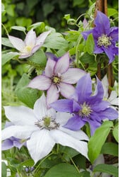 Großblütiger Waldmeister Three Sisters