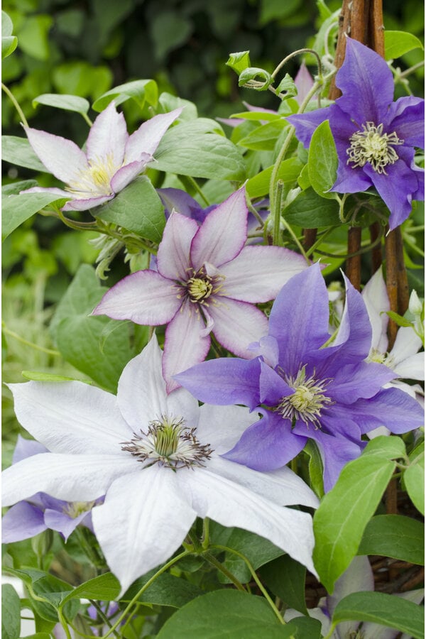 Großblütiger Waldmeister Three Sisters