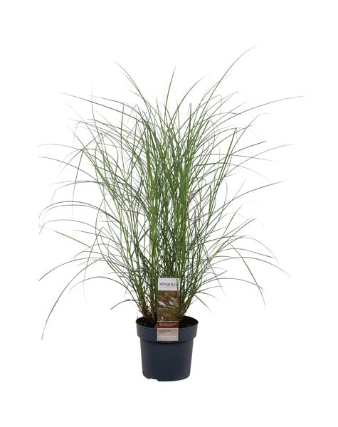 Miscanthus