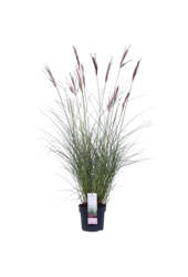 Miscanthus Ferner Osten