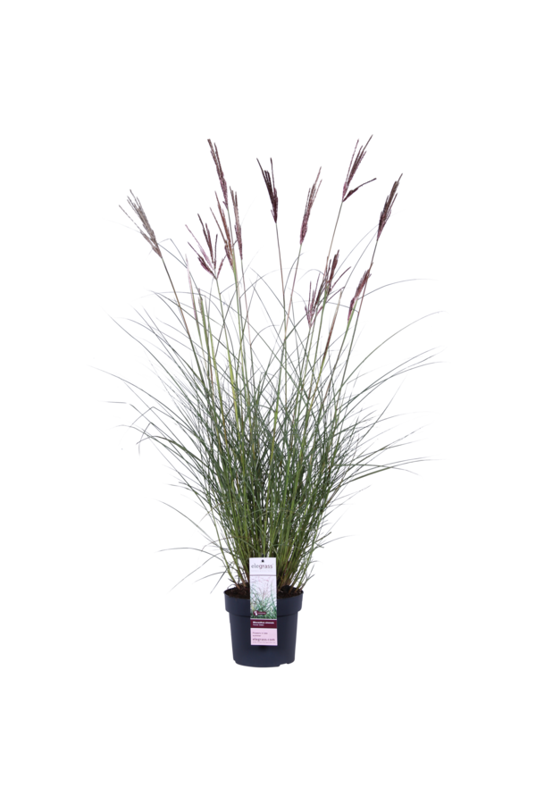 Miscanthus Ferner Osten