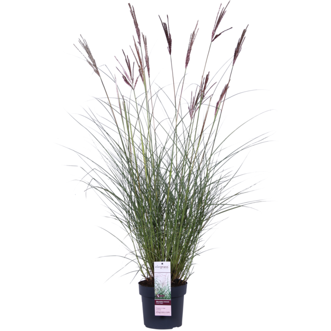 Miscanthus Ferner Osten