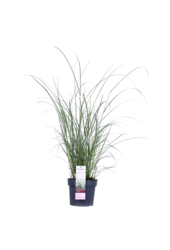 Miscanthus Ferner Osten