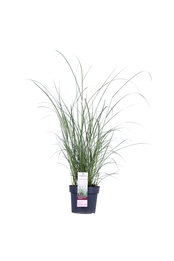 Miscanthus Ferner Osten