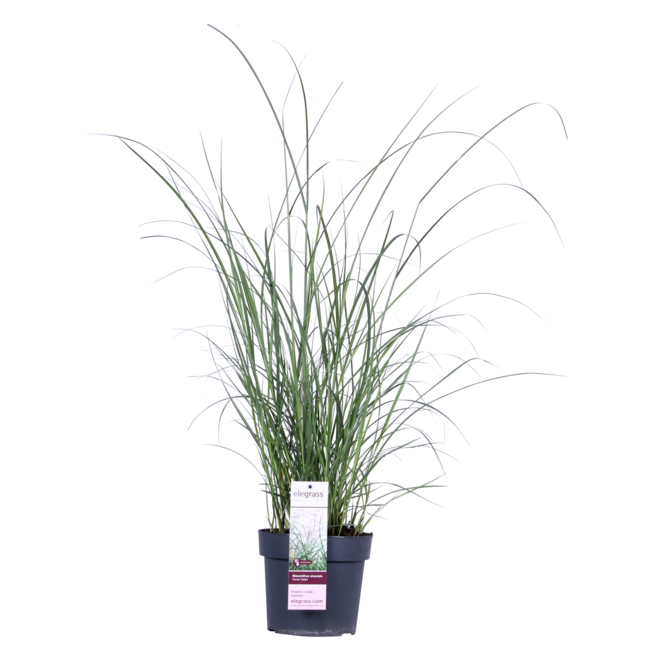 Miscanthus Ferner Osten