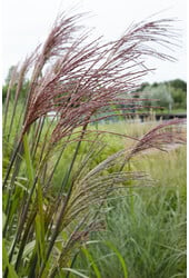 Miscanthus Ferner Osten