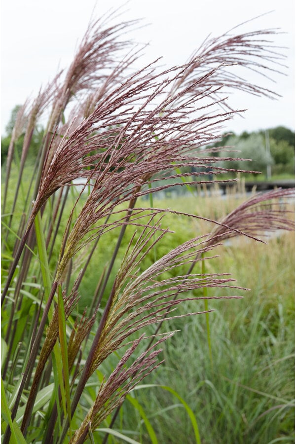 Miscanthus Ferner Osten