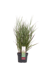 Panicum Virgatum Cheyenne Sky