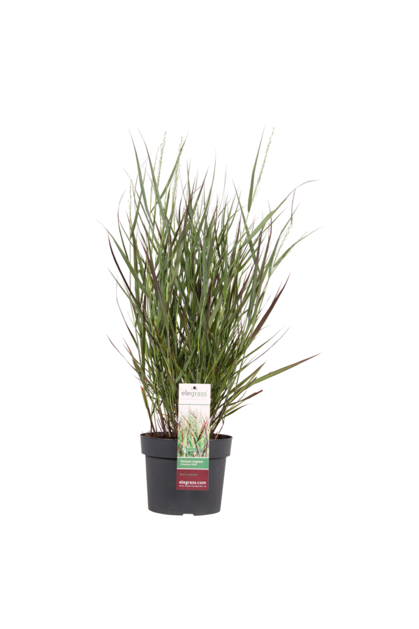Panicum Virgatum Cheyenne Sky