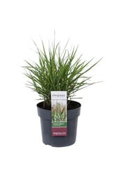 Panicum Virgatum Cheyenne Sky